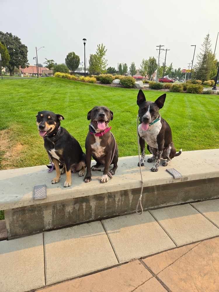 Journey, an adoptable Miniature Pinscher in Spokane, WA, 99207 | Photo Image 4