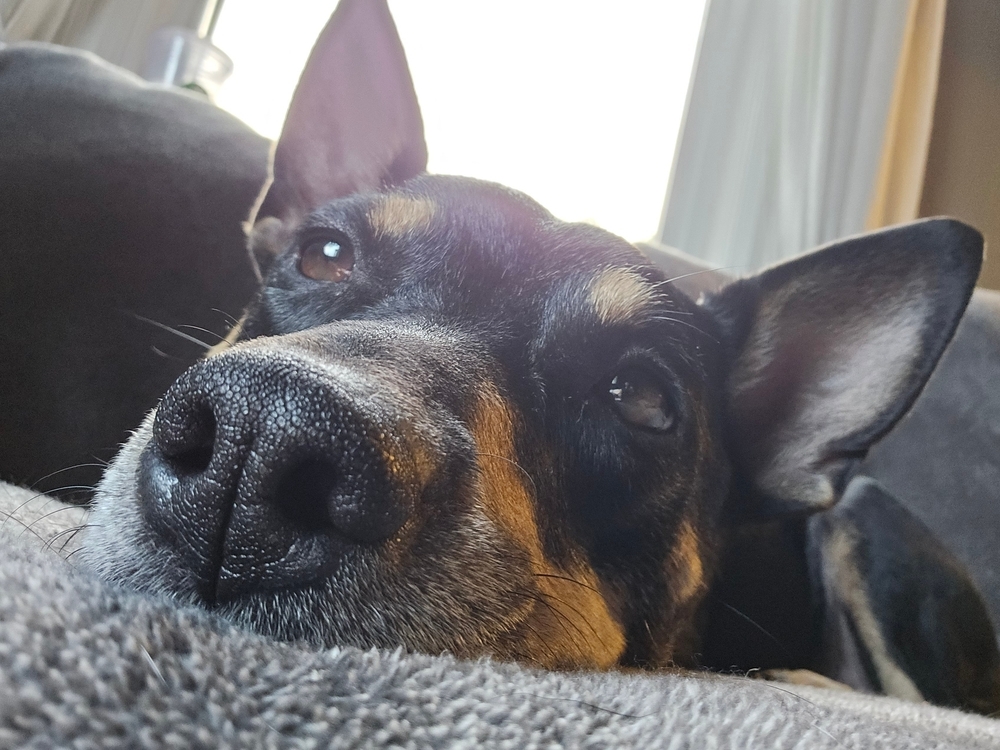 Journey, an adoptable Miniature Pinscher in Spokane, WA, 99207 | Photo Image 5