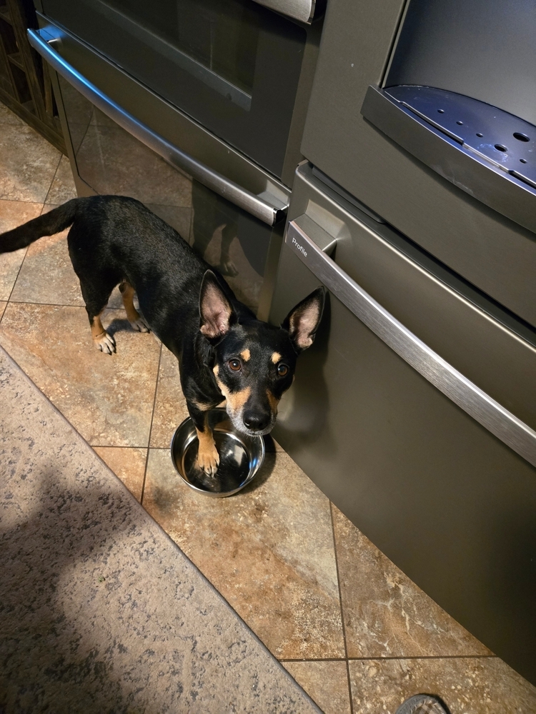 Journey, an adoptable Miniature Pinscher in Spokane, WA, 99207 | Photo Image 6