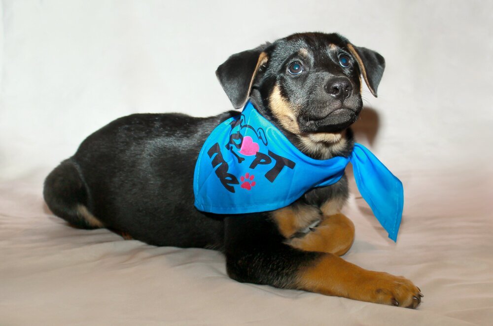 Lover Boy, an adoptable Miniature Pinscher in Spokane, WA, 99207 | Photo Image 1