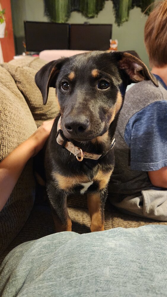 Lover Boy, an adoptable Miniature Pinscher in Spokane, WA, 99207 | Photo Image 3