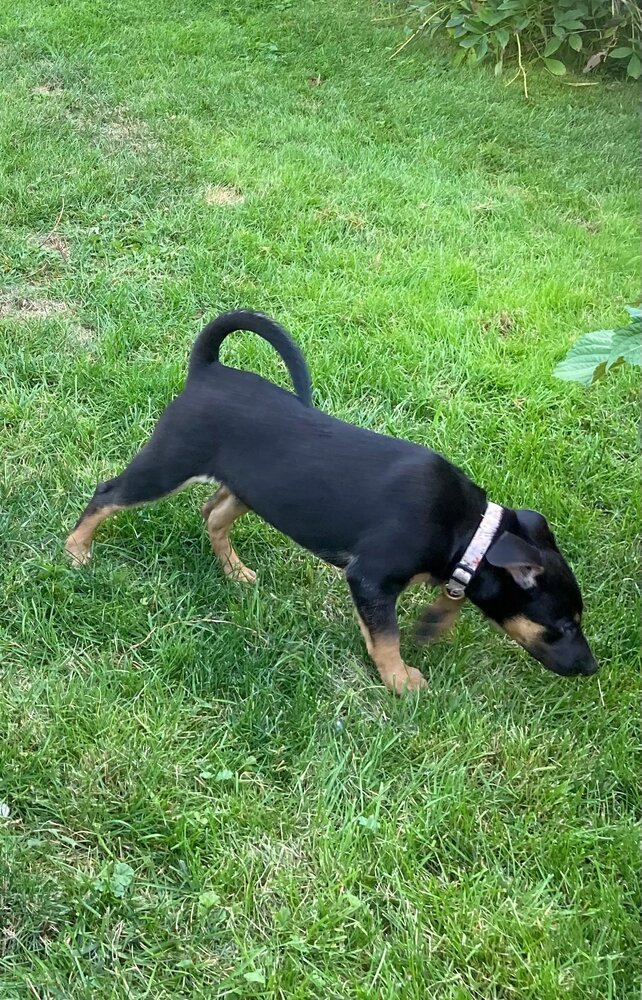 Lover Boy, an adoptable Miniature Pinscher in Spokane, WA, 99207 | Photo Image 4