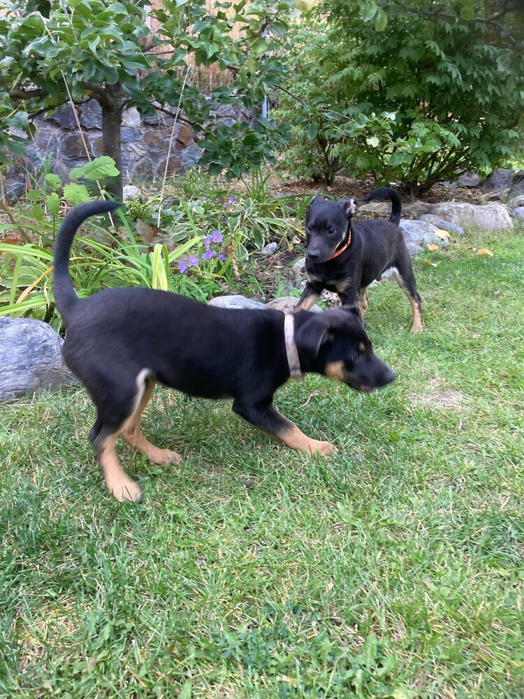 Lover Boy, an adoptable Miniature Pinscher in Spokane, WA, 99207 | Photo Image 5