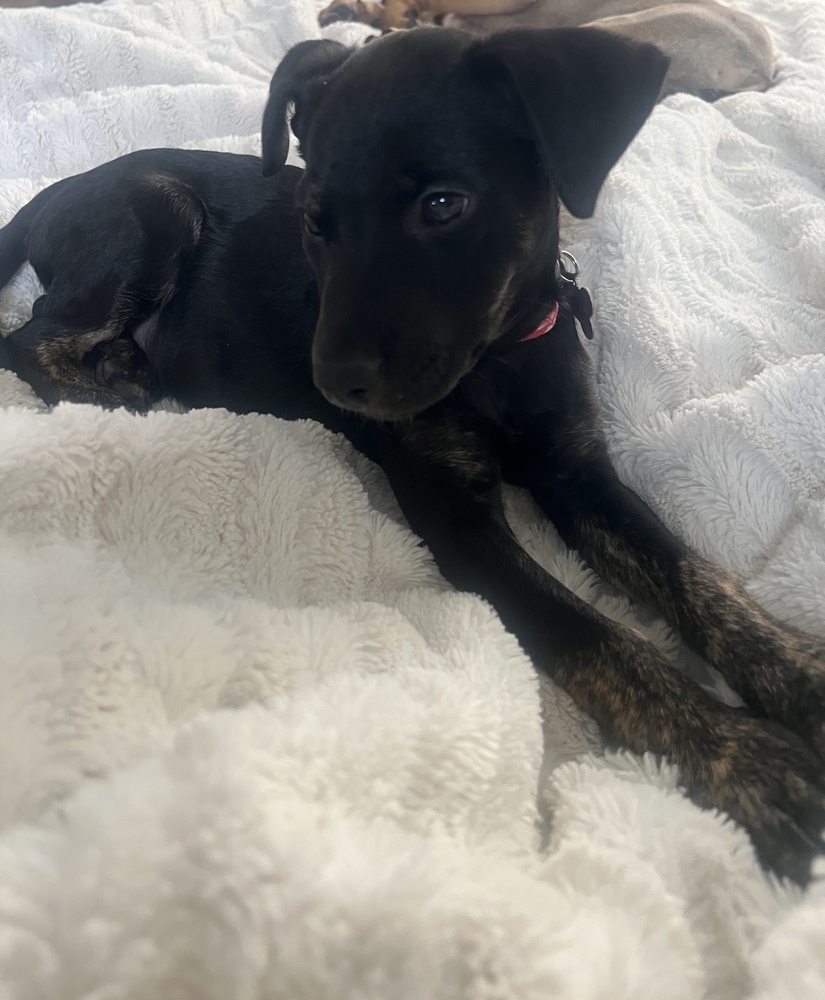 Poison, an adoptable Miniature Pinscher in Spokane, WA, 99207 | Photo Image 1