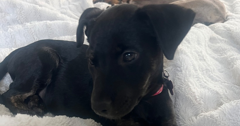 Poison, an adoptable Miniature Pinscher in Spokane, WA, 99207 | Photo Image 3