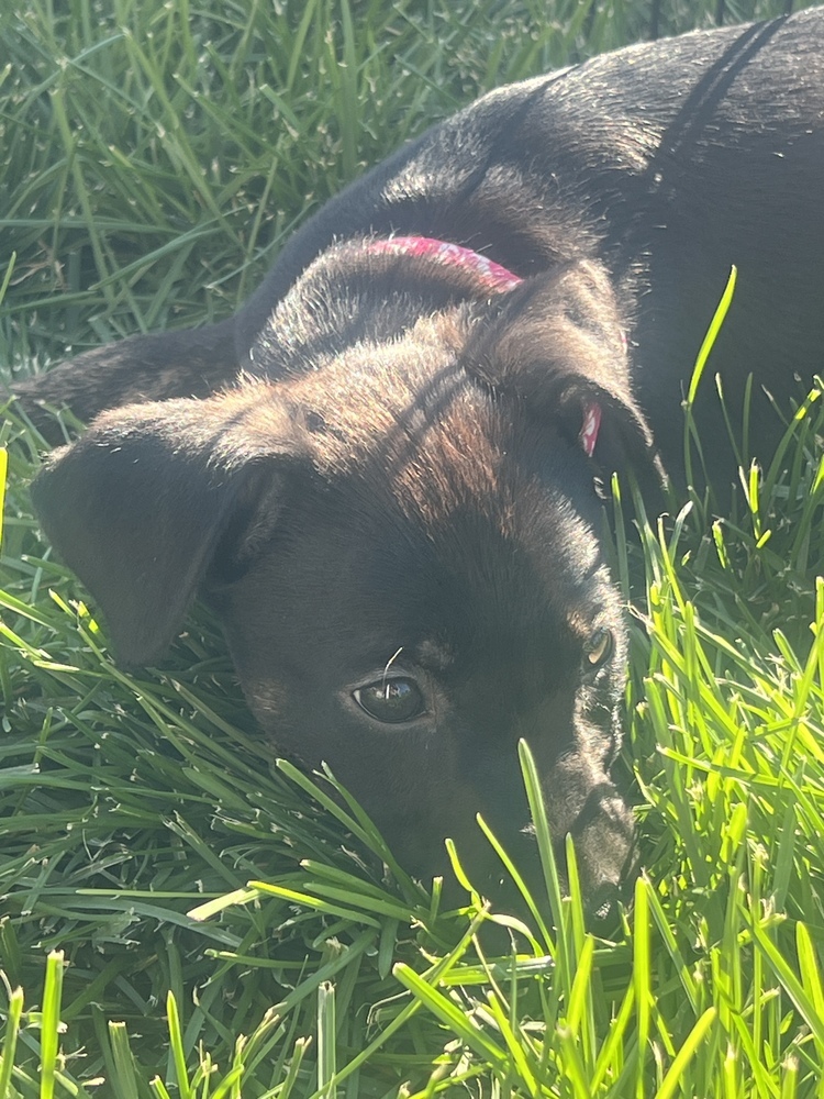 Poison, an adoptable Miniature Pinscher in Spokane, WA, 99207 | Photo Image 2