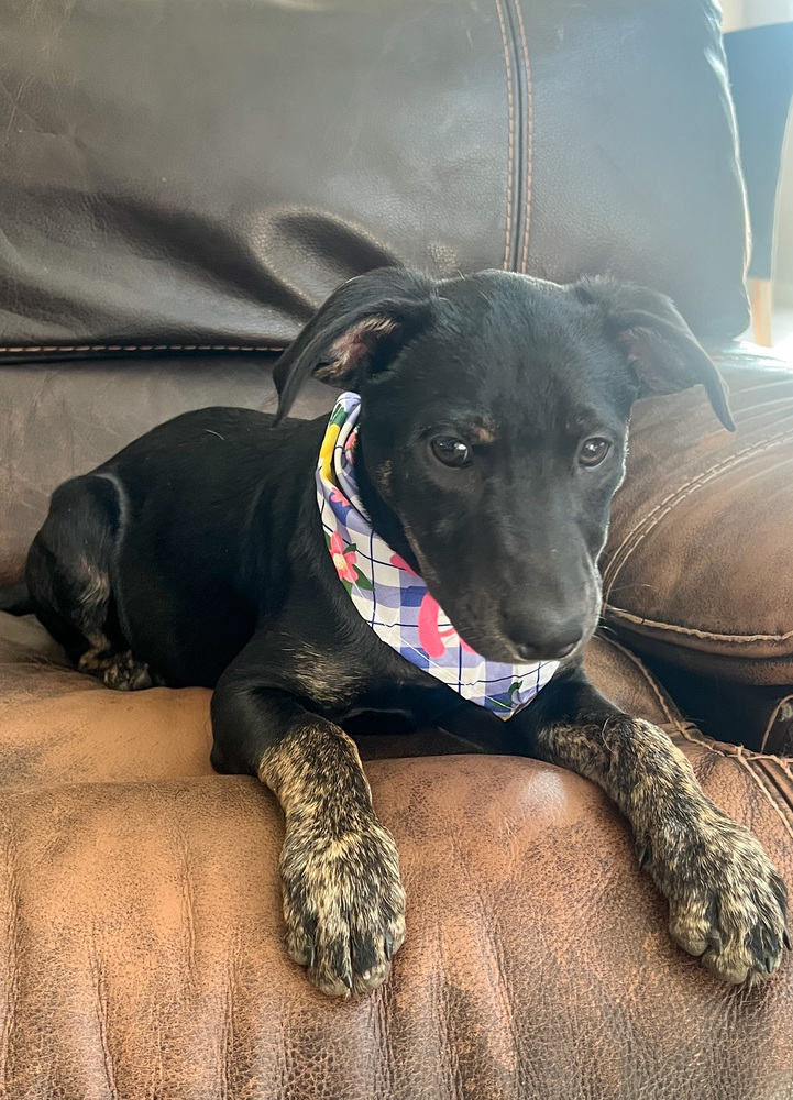 Poison, an adoptable Miniature Pinscher in Spokane, WA, 99207 | Photo Image 4