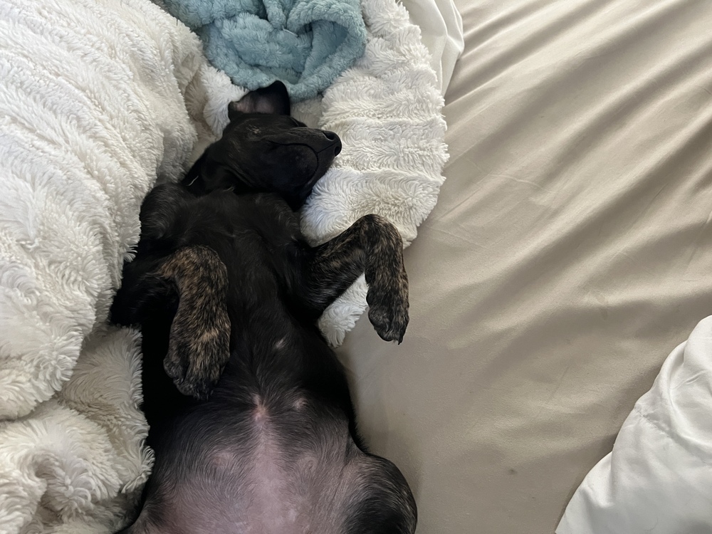 Poison, an adoptable Miniature Pinscher in Spokane, WA, 99207 | Photo Image 3