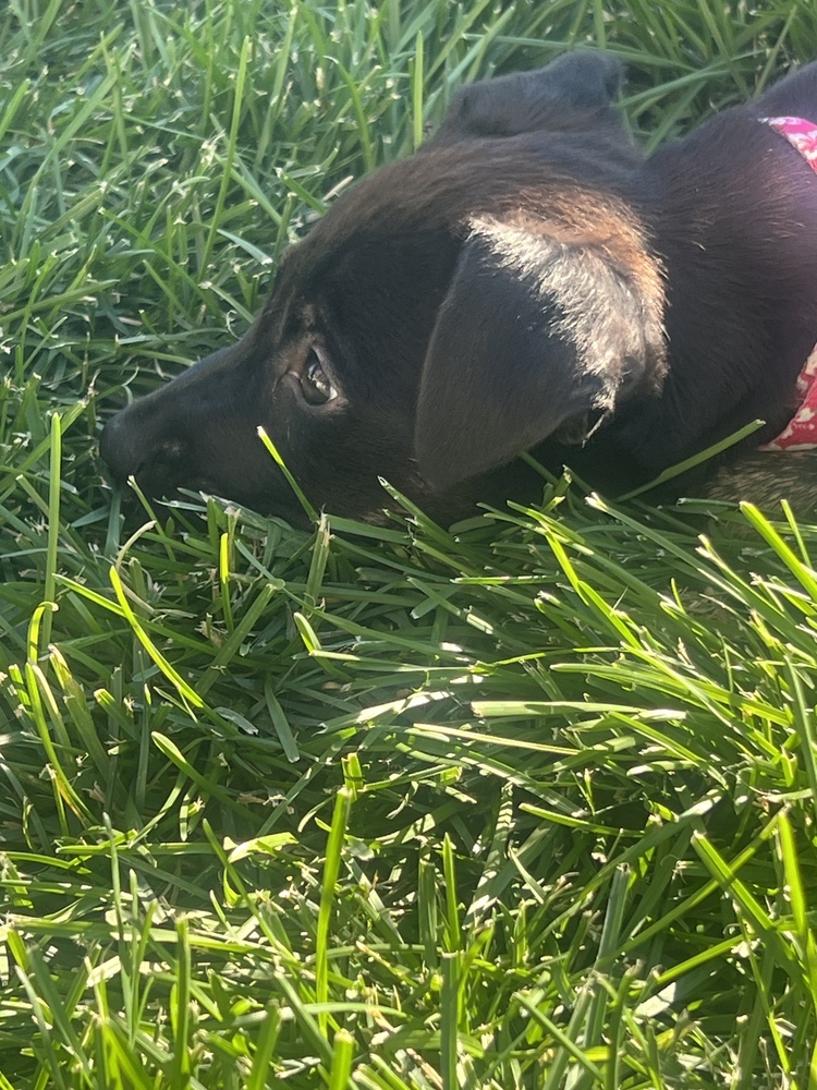Poison, an adoptable Miniature Pinscher in Spokane, WA, 99207 | Photo Image 4