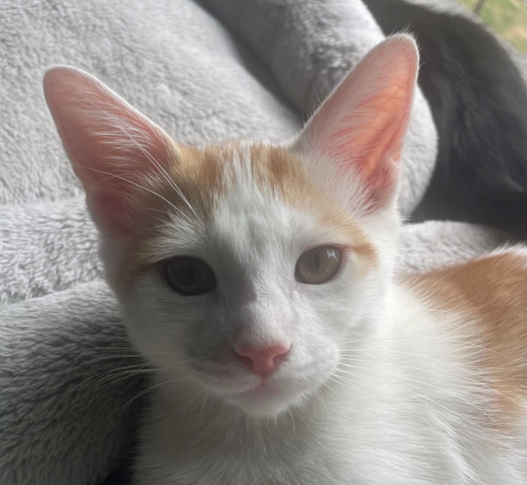 Debbie 1 (Gato)