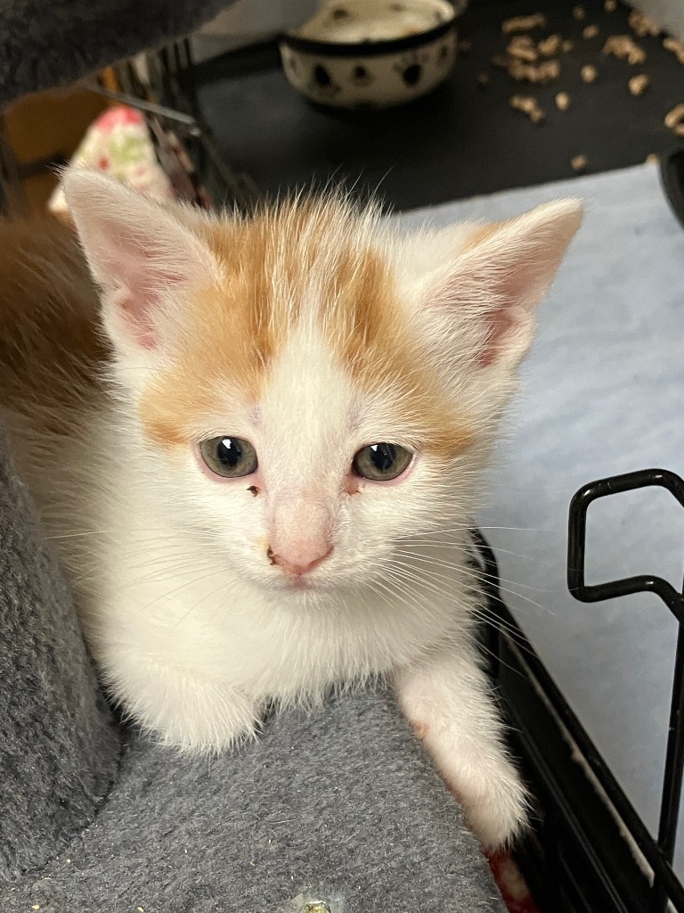 Debbie 1 (Gato)