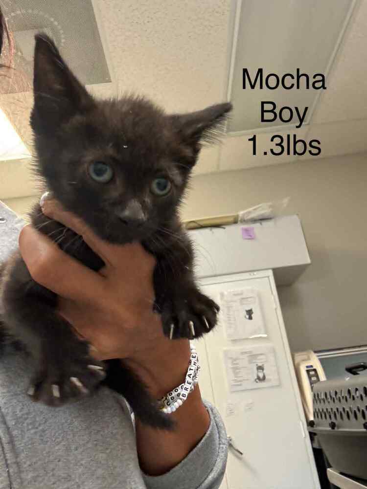 Mocha