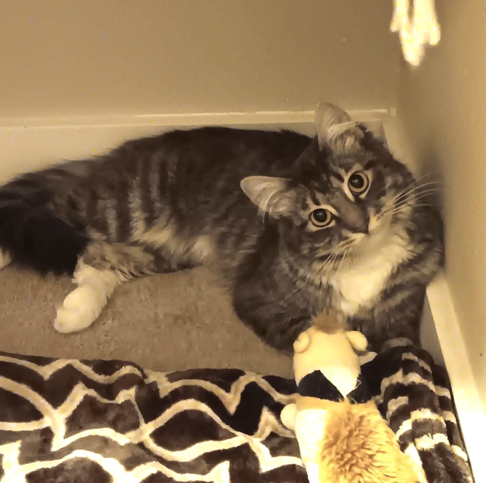 Blakely, an adoptable Domestic Medium Hair in Bend, OR, 97701 | Photo Image 1