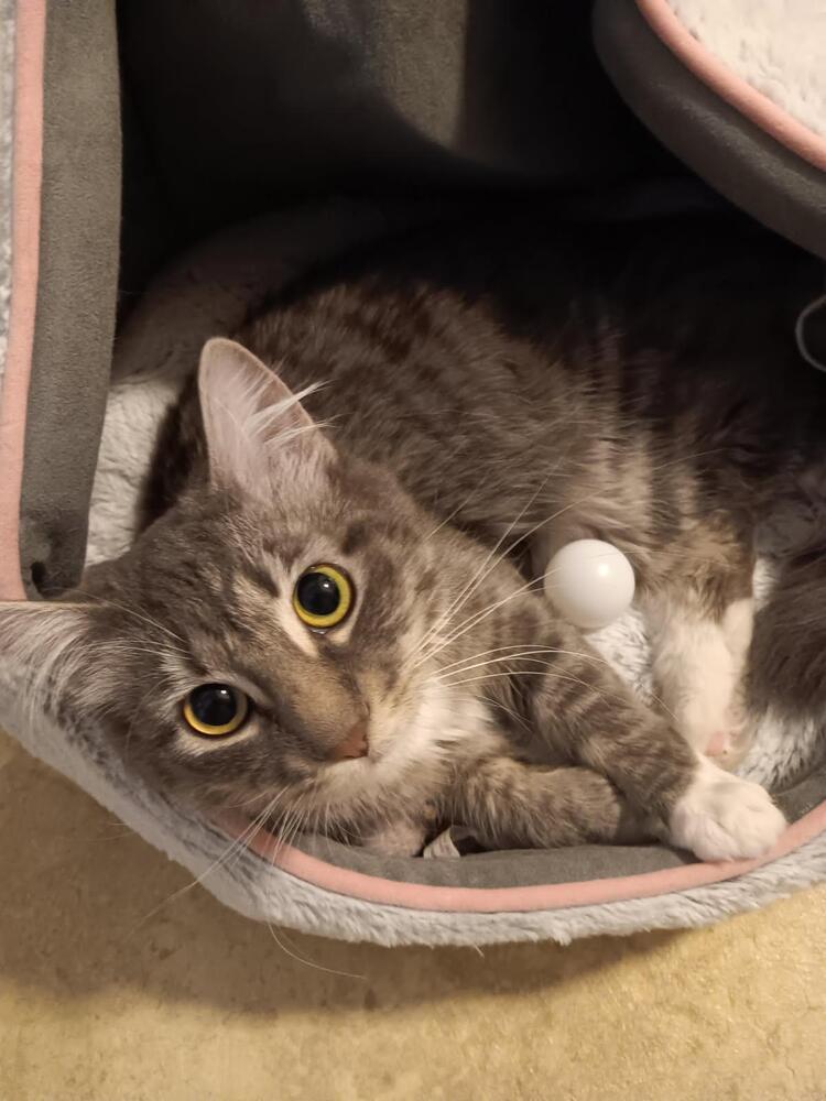 Blakely, an adoptable Domestic Medium Hair in Bend, OR, 97701 | Photo Image 2