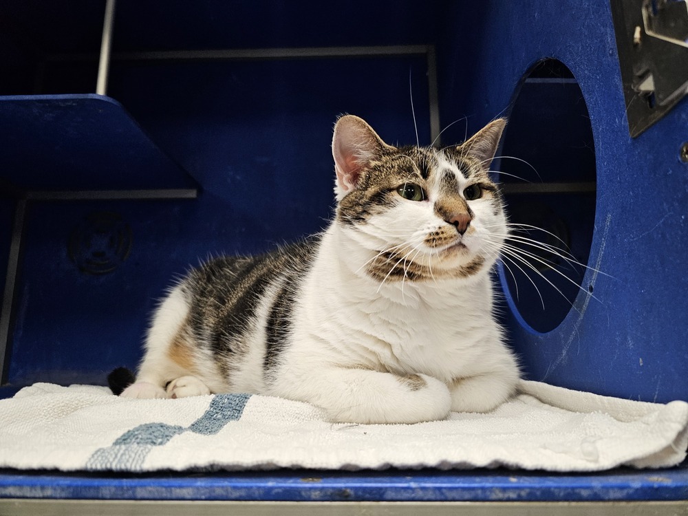 Apple, an adoptable Domestic Short Hair in Houghton, MI, 49931 | Photo Image 1