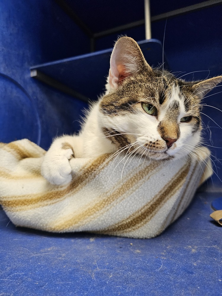 Apple, an adoptable Domestic Short Hair in Houghton, MI, 49931 | Photo Image 2