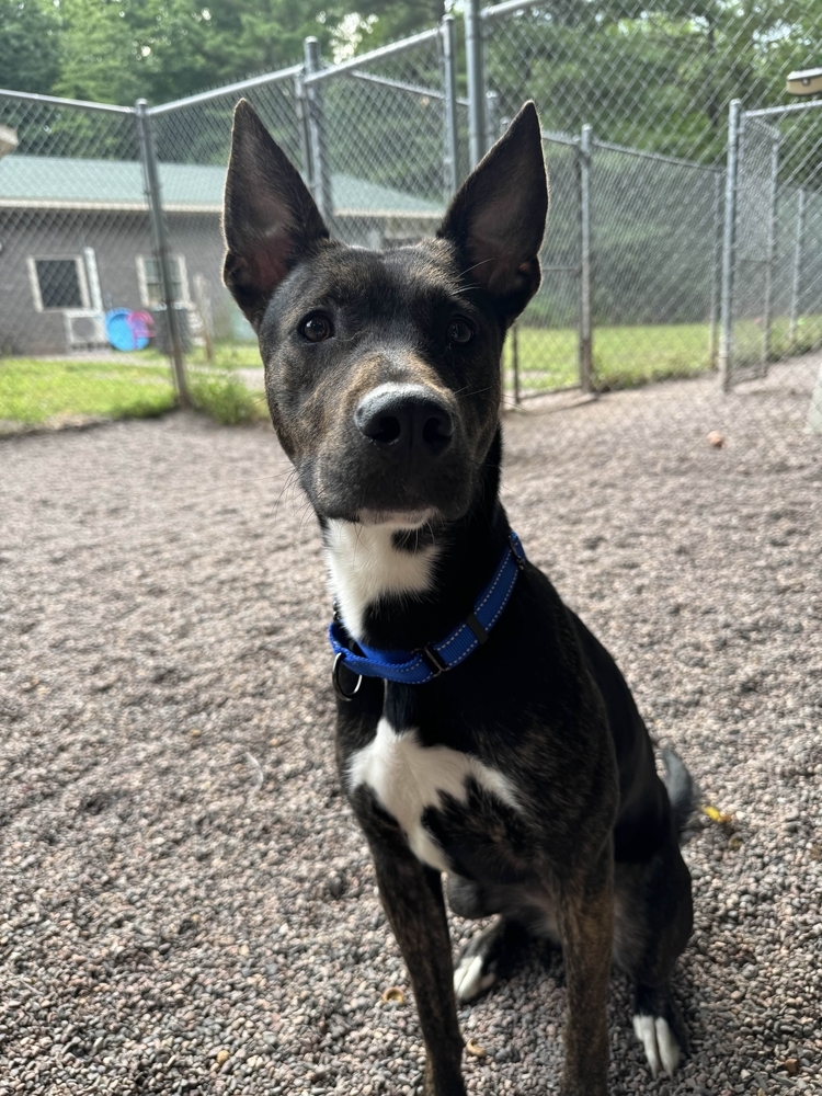 Lyra, an adoptable Mixed Breed in Houghton, MI, 49931 | Photo Image 1