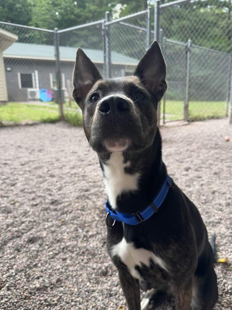 Lyra, an adoptable Mixed Breed in Houghton, MI, 49931 | Photo Image 2