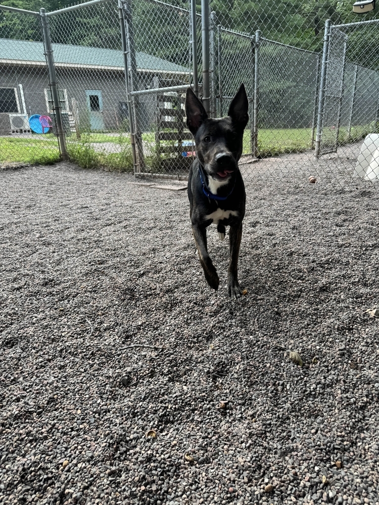 Lyra, an adoptable Mixed Breed in Houghton, MI, 49931 | Photo Image 3