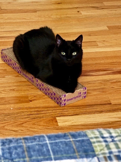 Finnegan thumbnail 2
