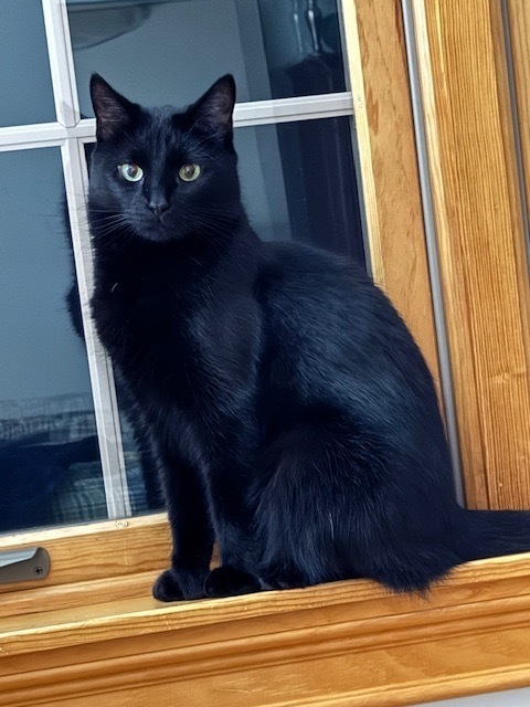 Phoebe