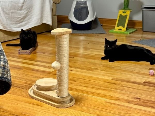 Phoebe thumbnail 2