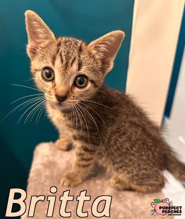 Britta