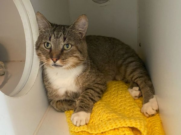 Buddy Holly (fiv+)