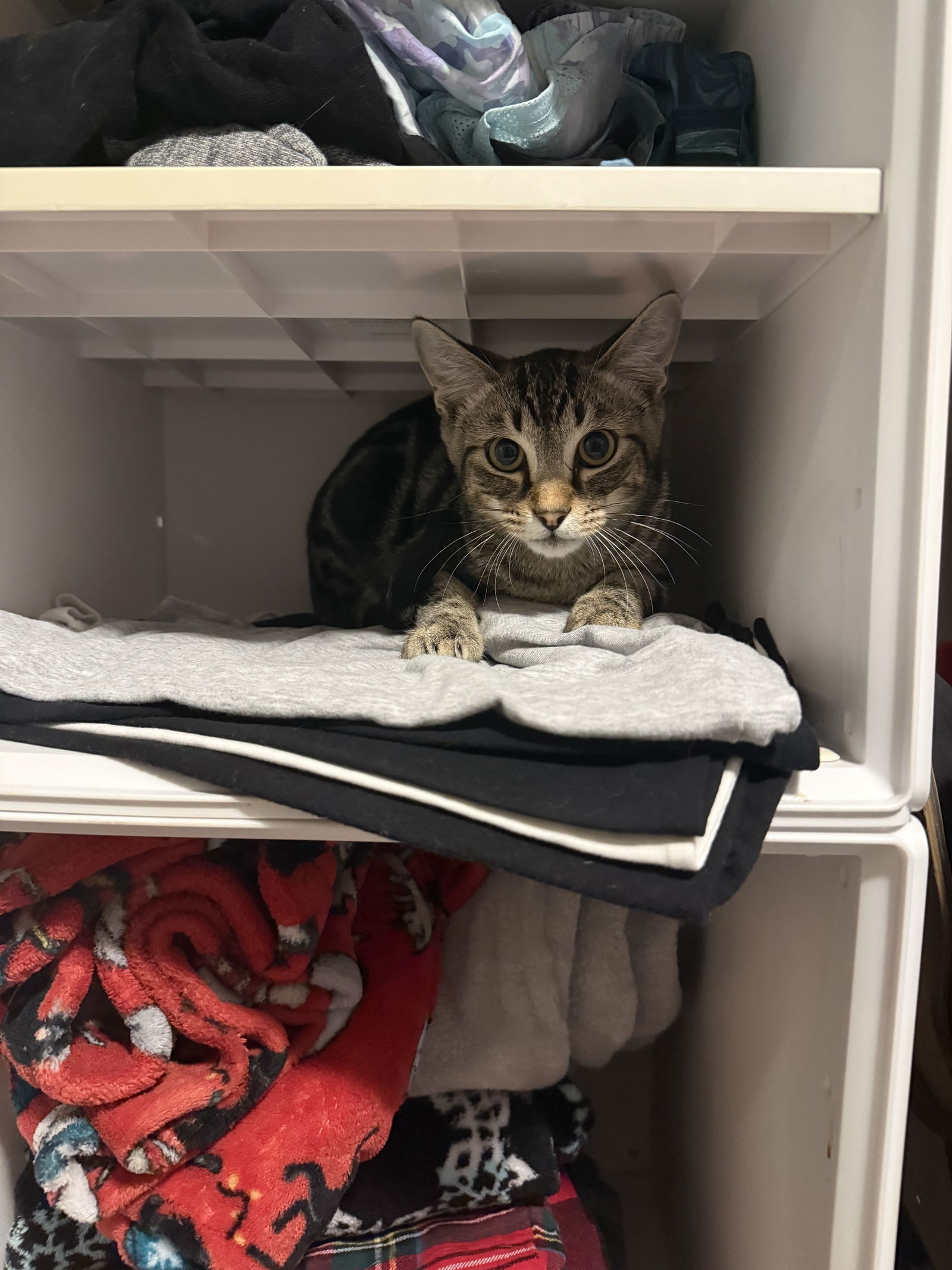 SEBASTIAN