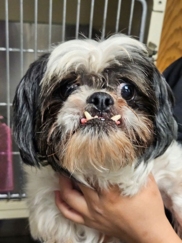 Chewy