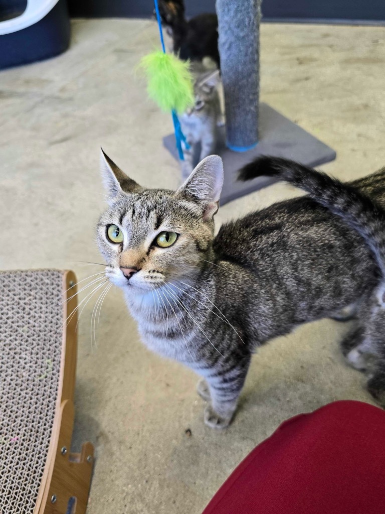 Baskin Robbin, an adoptable Domestic Short Hair in Minot, ND, 58702 | Photo Image 1