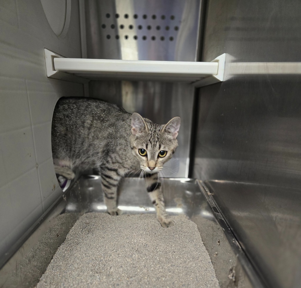 Baskin Robbin, an adoptable Domestic Short Hair in Minot, ND, 58702 | Photo Image 2