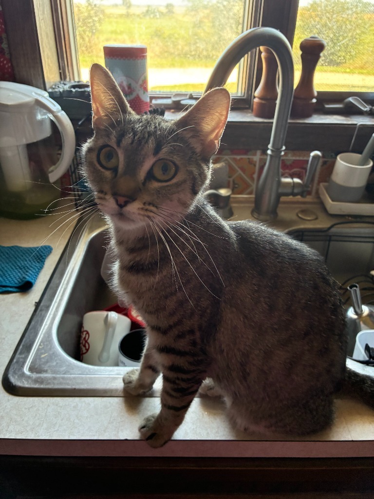 Baskin Robbin, an adoptable Domestic Short Hair in Minot, ND, 58702 | Photo Image 3