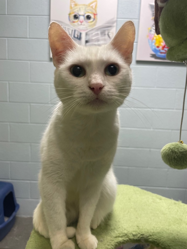 Lily/Lambeth