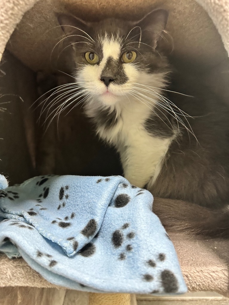 Dusty (Lambeth)