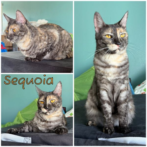 Sequoia
