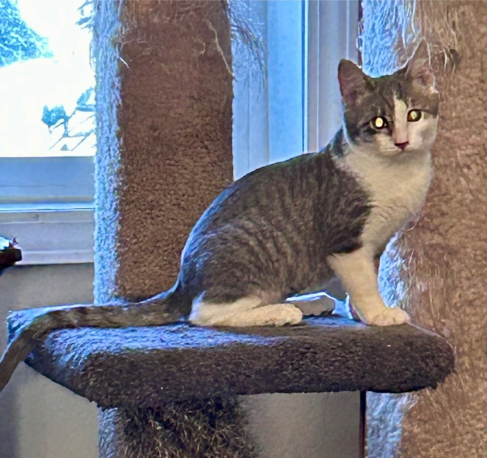 Macy, an adoptable Domestic Medium Hair in Moses Lake, WA, 98837 | Photo Image 1