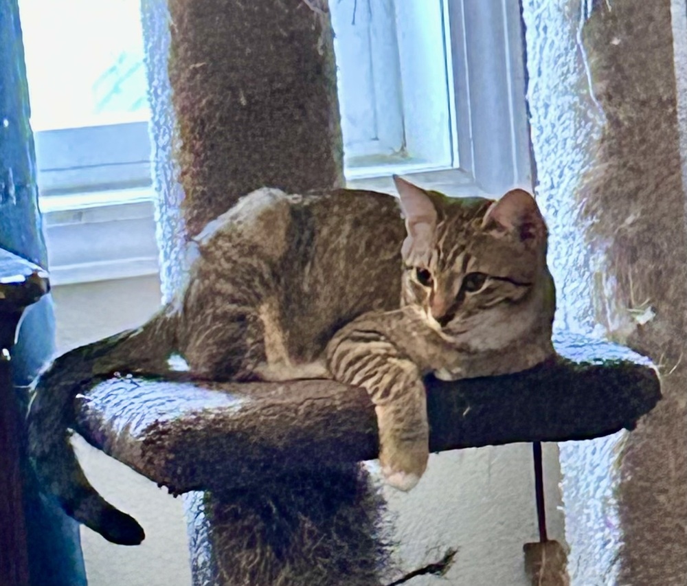 Stitch, an adoptable Domestic Medium Hair in Moses Lake, WA, 98837 | Photo Image 1