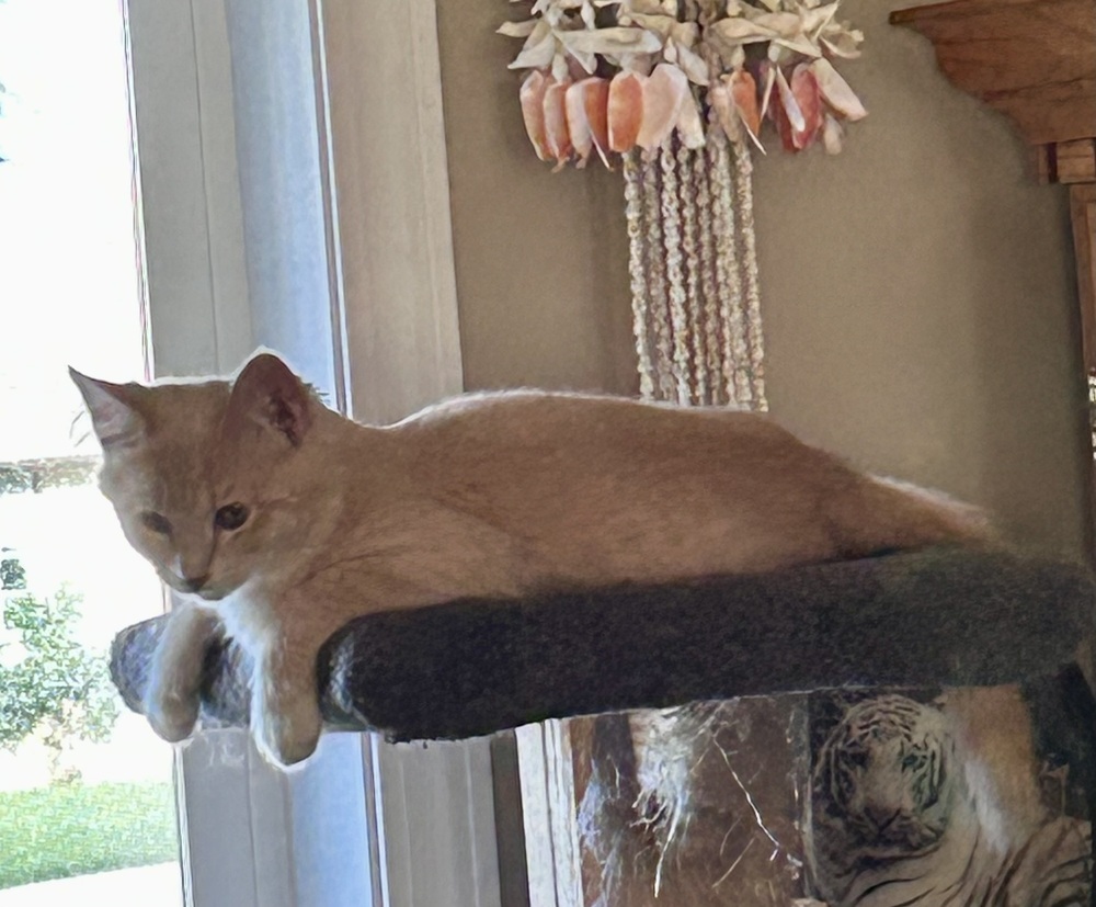 Mason, an adoptable Domestic Medium Hair in Moses Lake, WA, 98837 | Photo Image 1