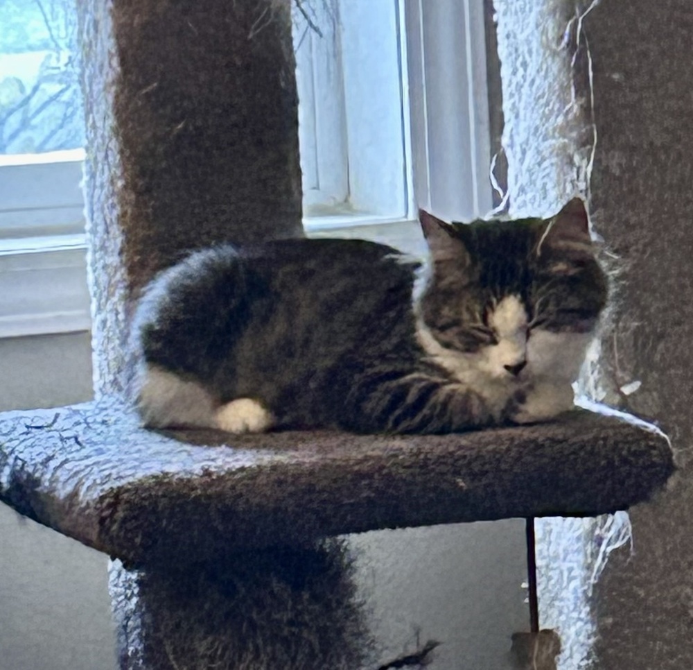 Hollister, an adoptable Domestic Medium Hair in Moses Lake, WA, 98837 | Photo Image 1