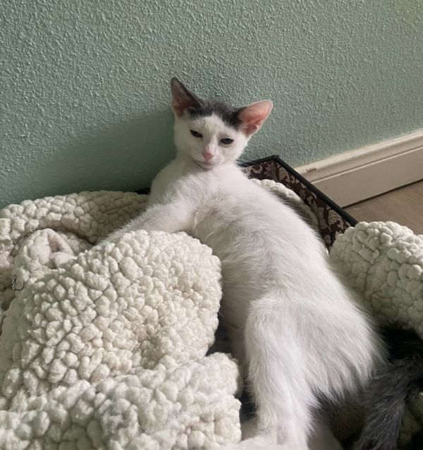 Petunia