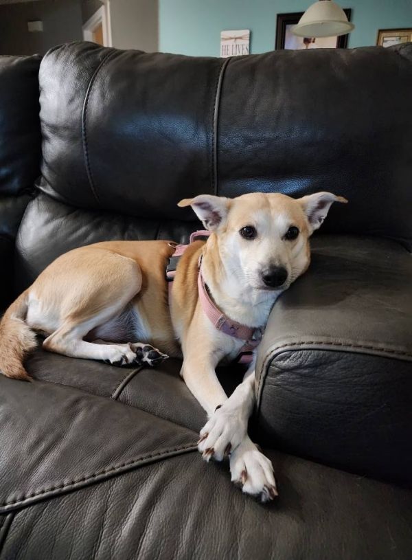 Maizey
