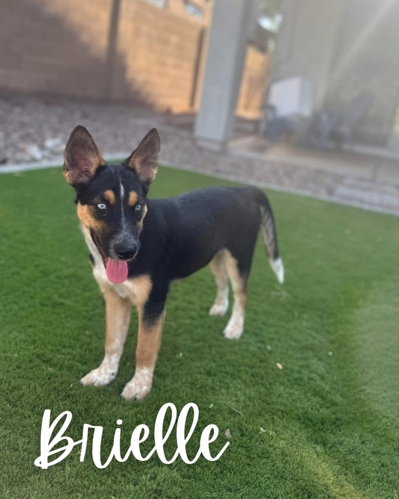 Brielle