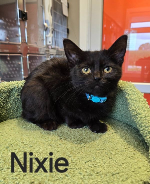 Nixie