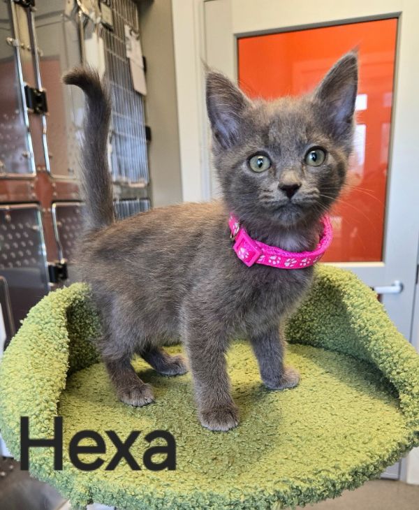 Hexa