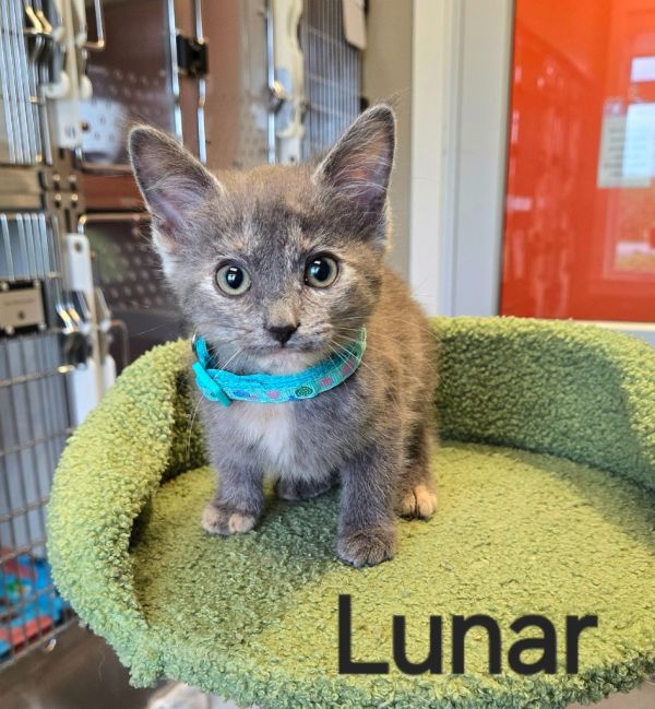 Lunar