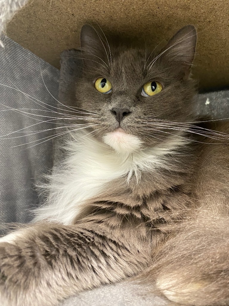Apricot