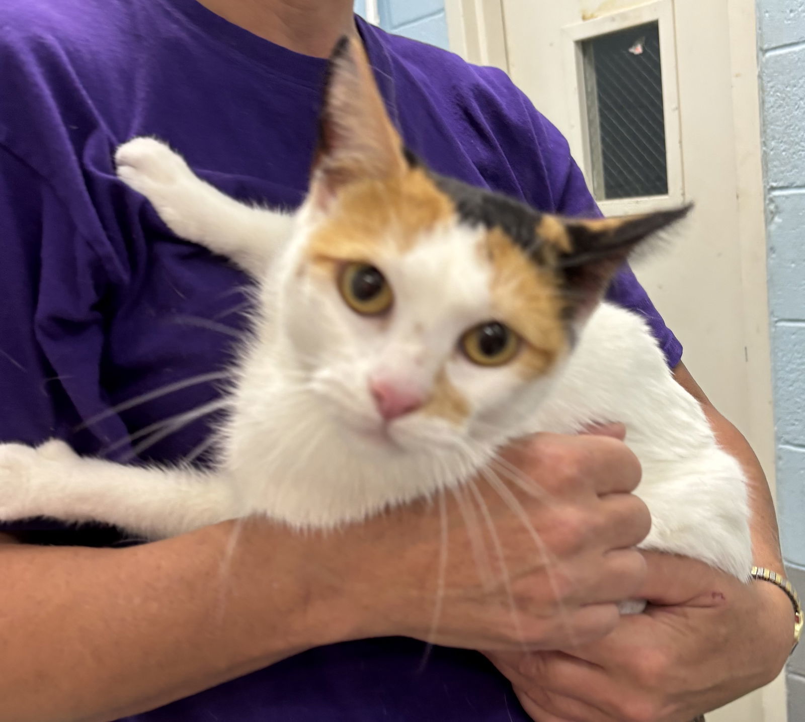 Cali-Ren: not at the shelter (Kendra)