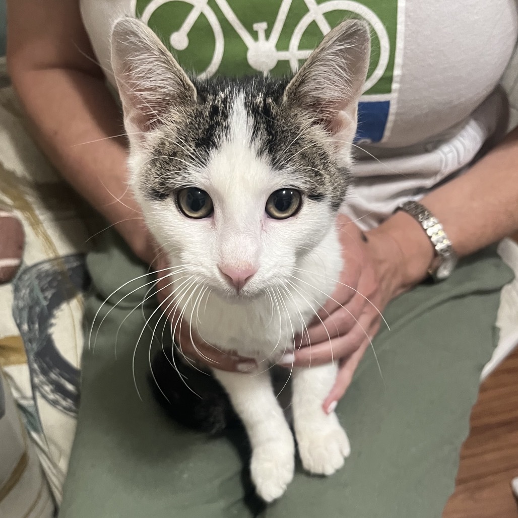 Boppitt, an adoptable Domestic Short Hair in Bismarck, ND, 58507 | Photo Image 3