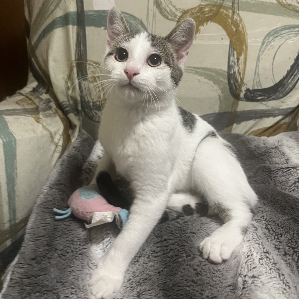 Boppitt, an adoptable Domestic Short Hair in Bismarck, ND, 58507 | Photo Image 4